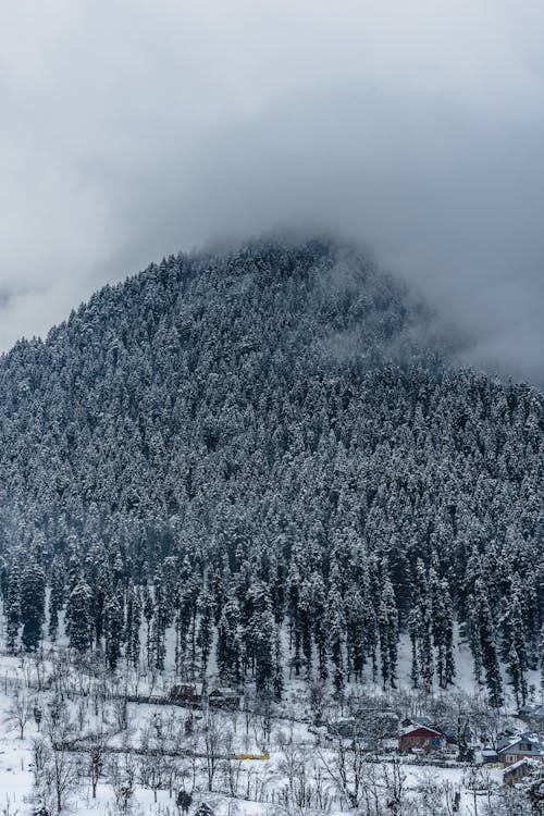 Gratuit Photos gratuites de arbres, brumeux, couvert de neige Photos