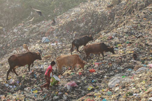 Free Cows on Dump Site Stock Photo