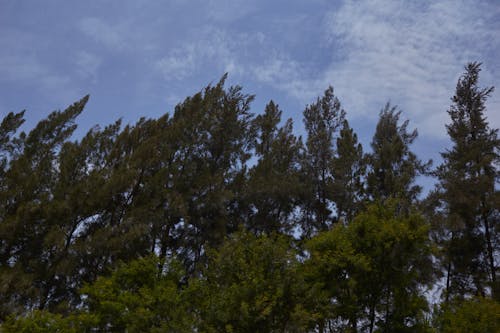 Foto profissional grátis de árvores, céu azul, com muito vento