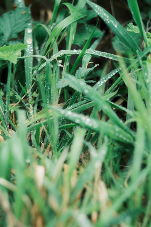 Water Droplets on Grass