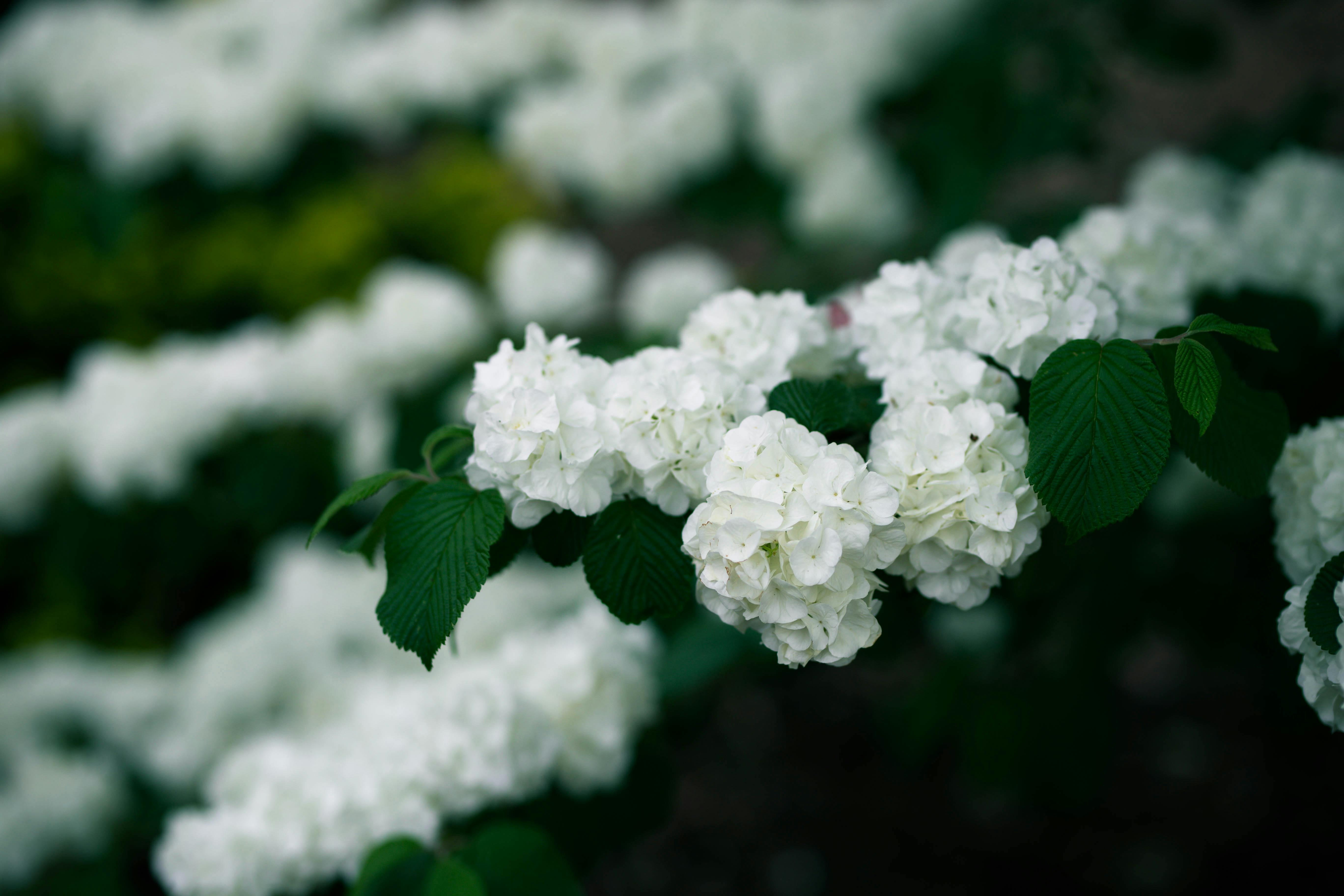White Flowers in Bloom · Free Stock Photo