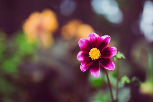 Free Close Up Photo of a Flower Stock Photo