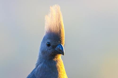 Ücretsiz Mavi Ve Sarı Kuş Stok Fotoğraflar