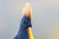Blue and Yellow Bird
