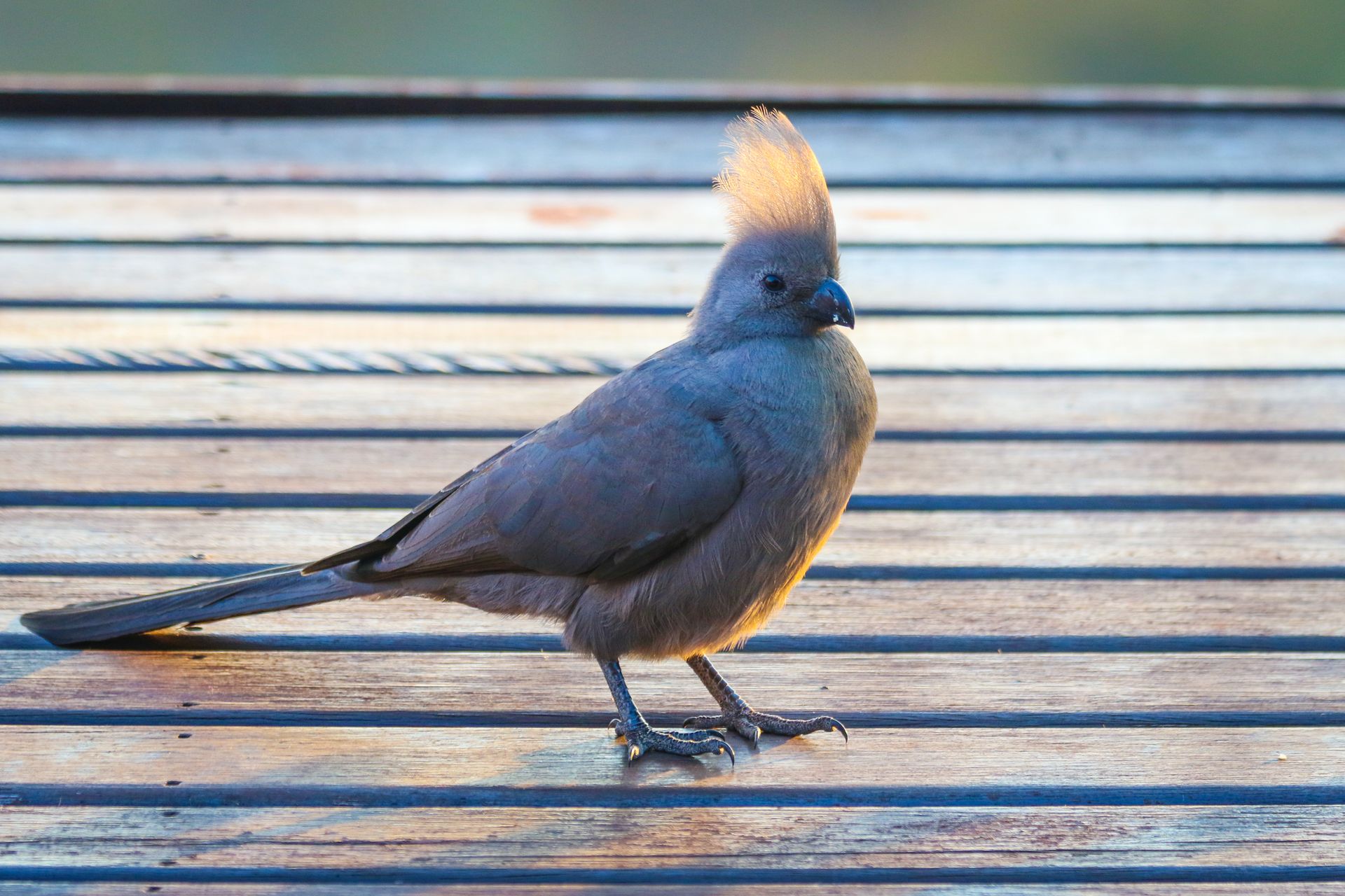 A detailed side view of a perched go-away bird on a wooden deck under natural daylight.