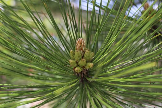 young pine needles fresh green