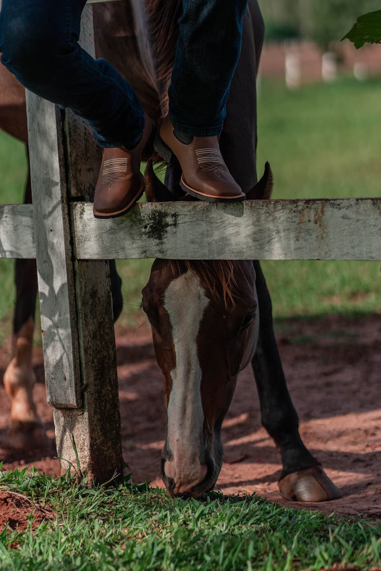 Horse Eating Grass Behind A Wooden Fence