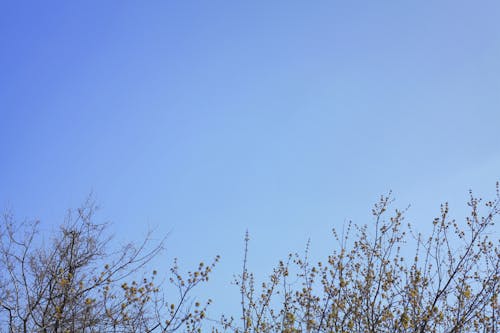 Бесплатное стоковое фото с голубое небо, деревья, небо