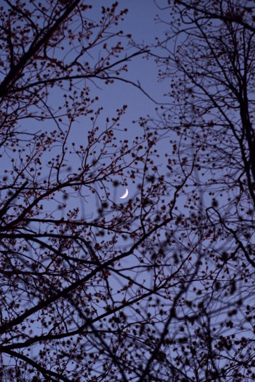 Silhouette of Tree Branches at Night