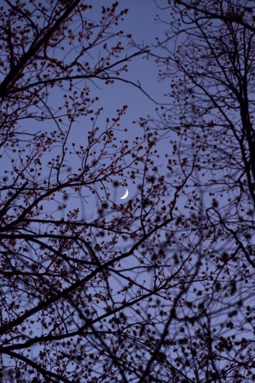 Free A crescent moon appears behind silhouetted tree branches during a serene twilight scene. Stock Photo