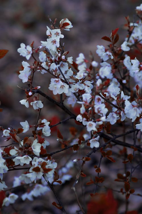 Tree Branches with White Blooming Small Flowers