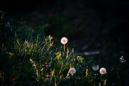 Бесплатное стоковое фото с przyroda, puch, весна