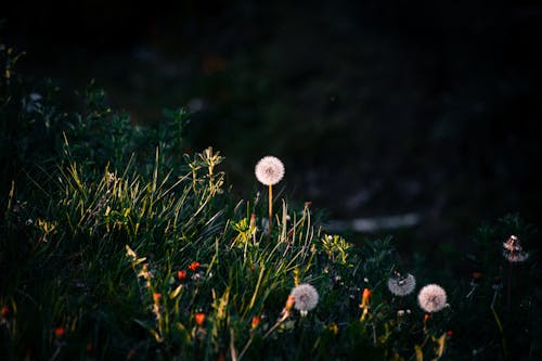 White Dandelion in Close Up Photography