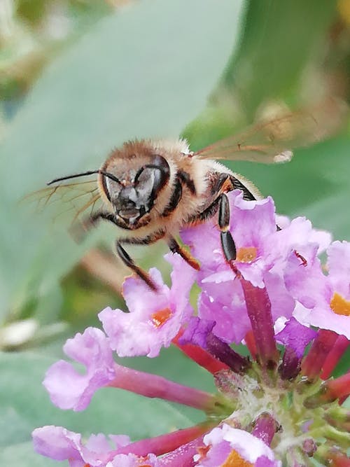 拯救蜜蜂 的 免费素材图片