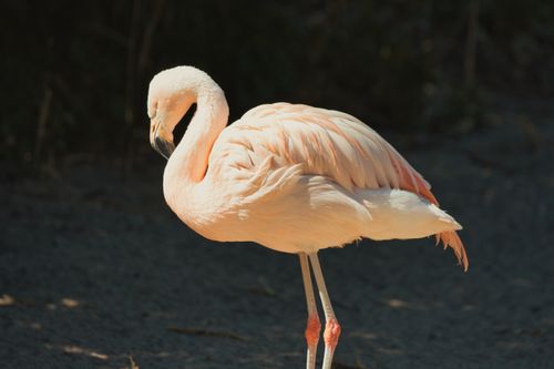Free Close-up of a Chilean flamingo showcasing vibrant feathers and graceful stance. Stock Photo