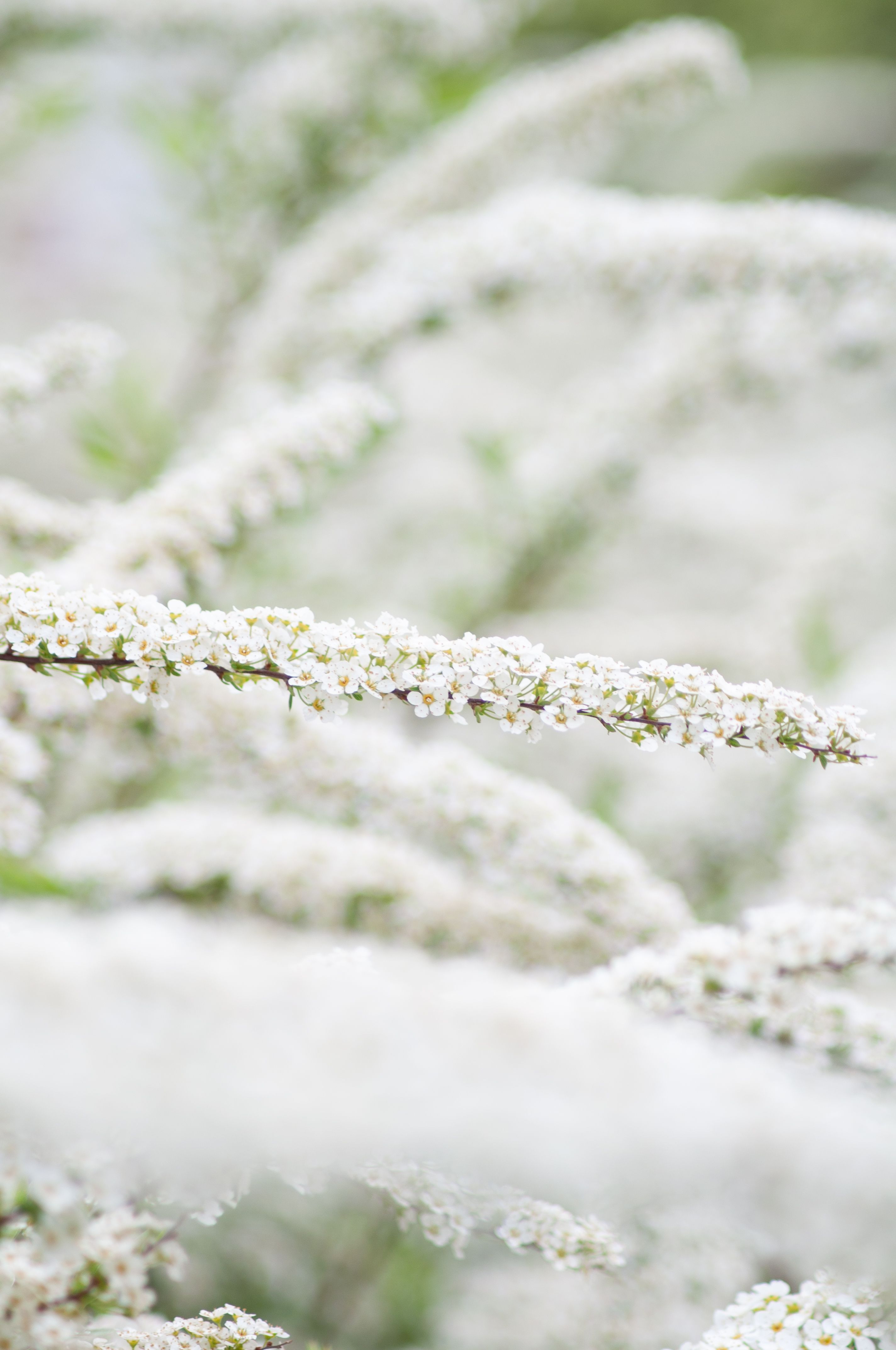 A close-up of delicate white garland spiraea flowers in spring, showcasing their intricate beauty.
