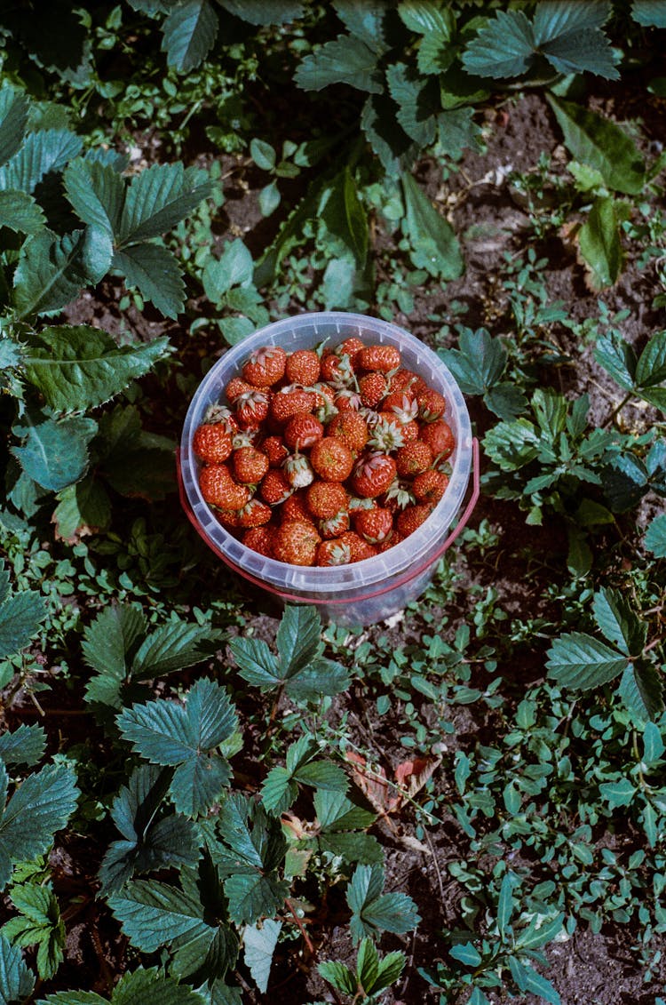 Red Strawberries In Plastic Bucket