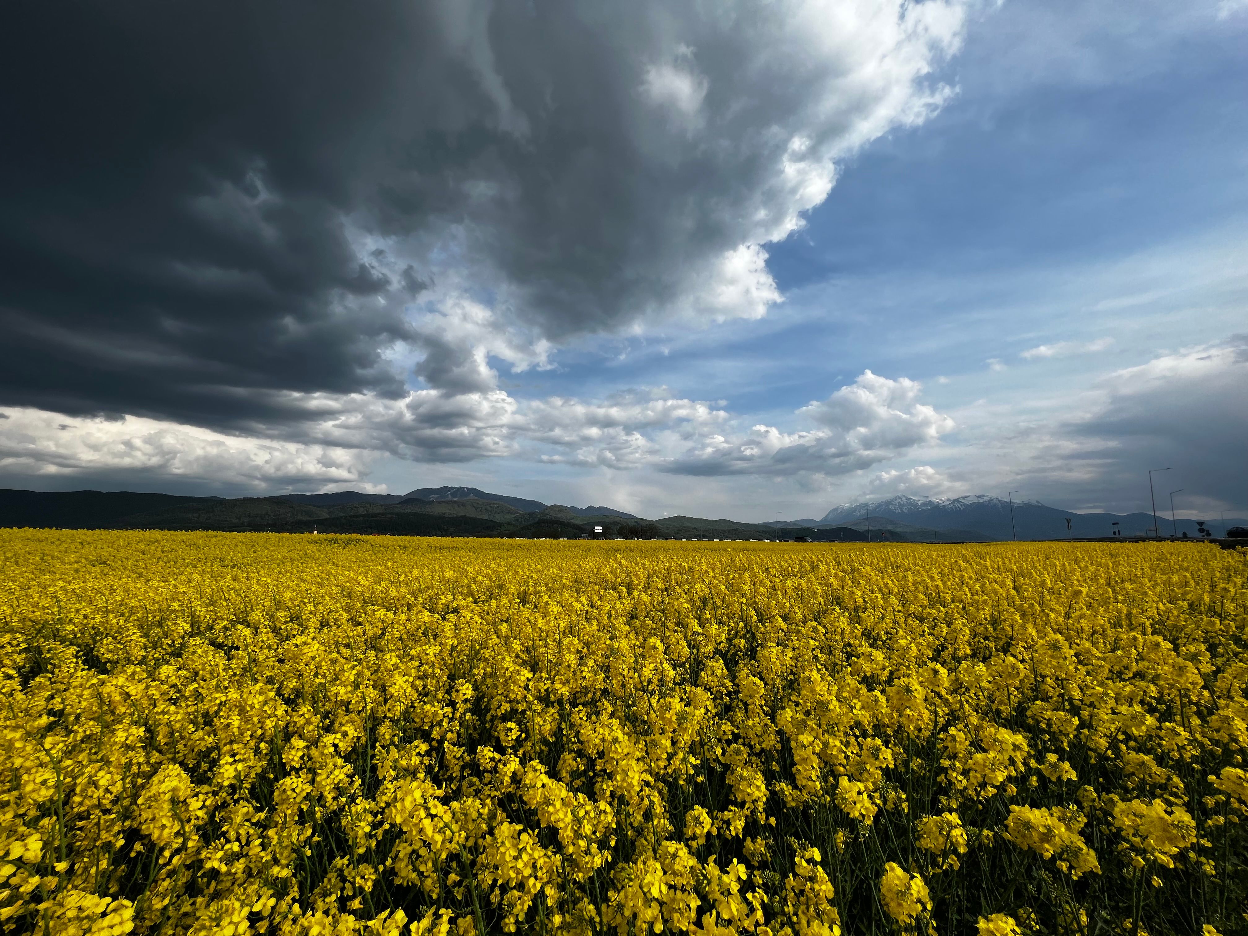 A dramatic yellow canola field blooms under a dynamic sky with dark storm clouds and distant mountains.. pexels, dramatic, ye