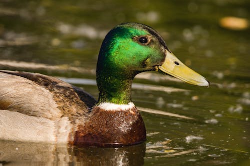 A mallard Paddling on Water Surface