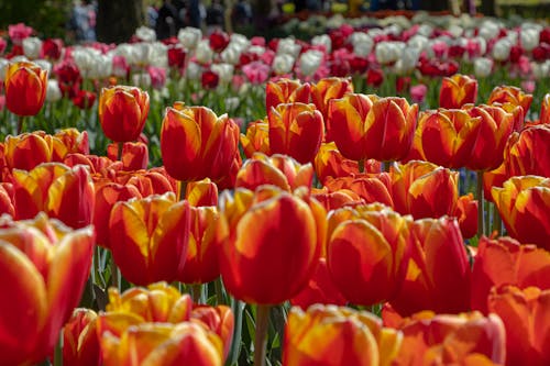 Fotos de stock gratuitas de flores, naturaleza, primavera