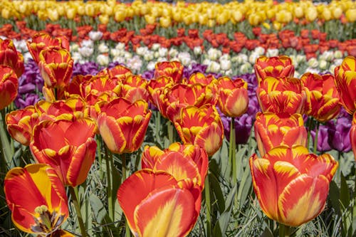 Free Red Tulips in a Field Stock Photo