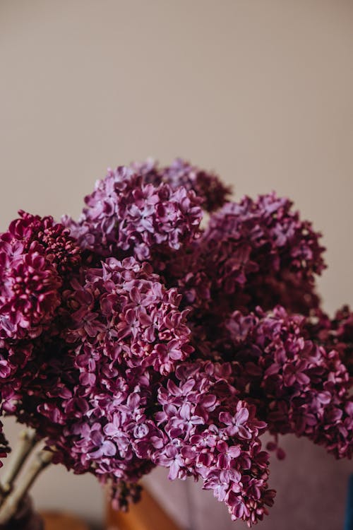 Kostenloses Stock Foto zu blumenphotographie, gewöhnlicher flieder, lila blüten