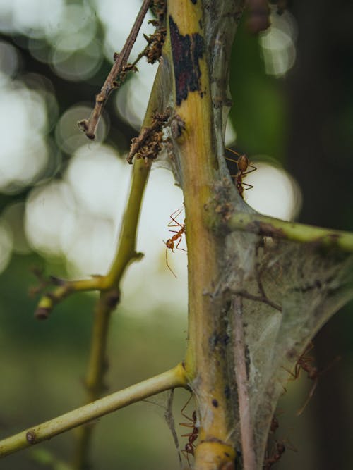 Základová fotografie zdarma na téma barvy v indii, bokeh, canon