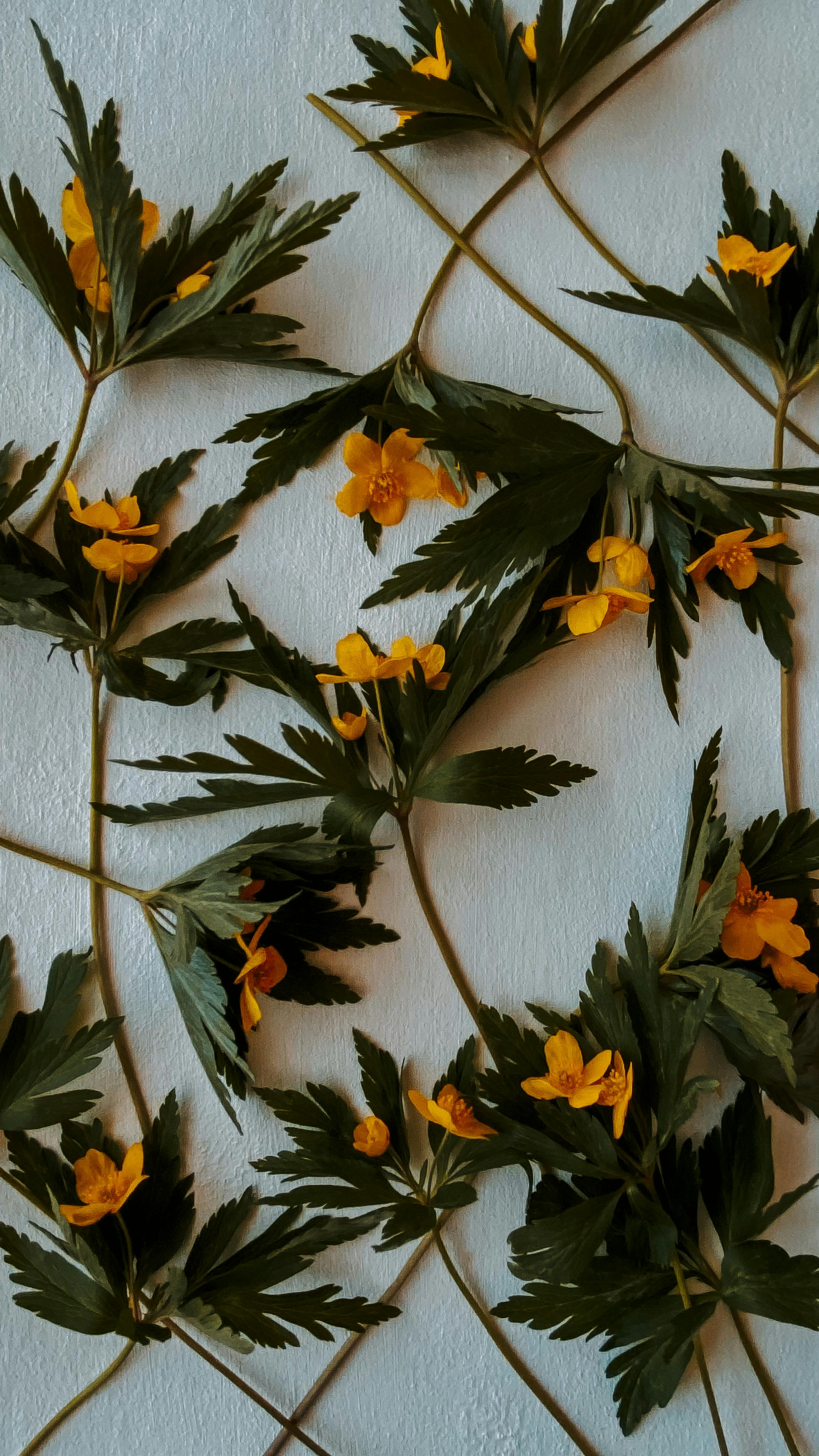 Close-up of delicate yellow flowers with green leaves arranged on a white surface.