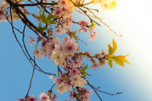 Free Blossoms in Tranquility Stock Photo