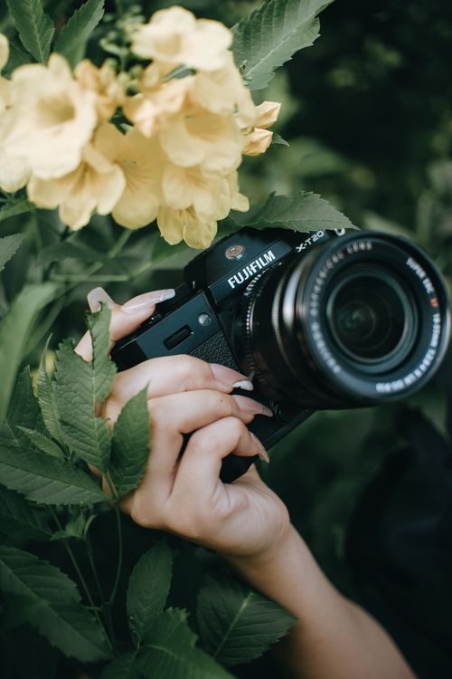Free A black Fujifilm camera is held by a hand among green leaves and yellow flowers. Stock Photo