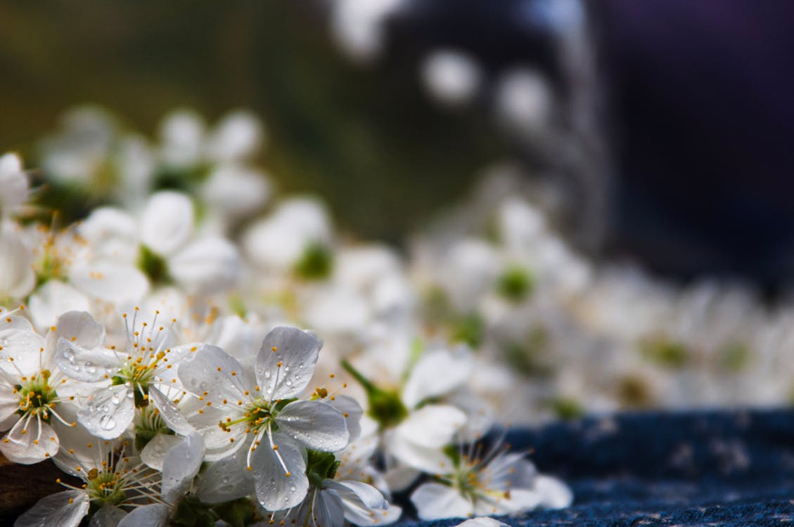 Close Up Photo of White Cherry Blossoms