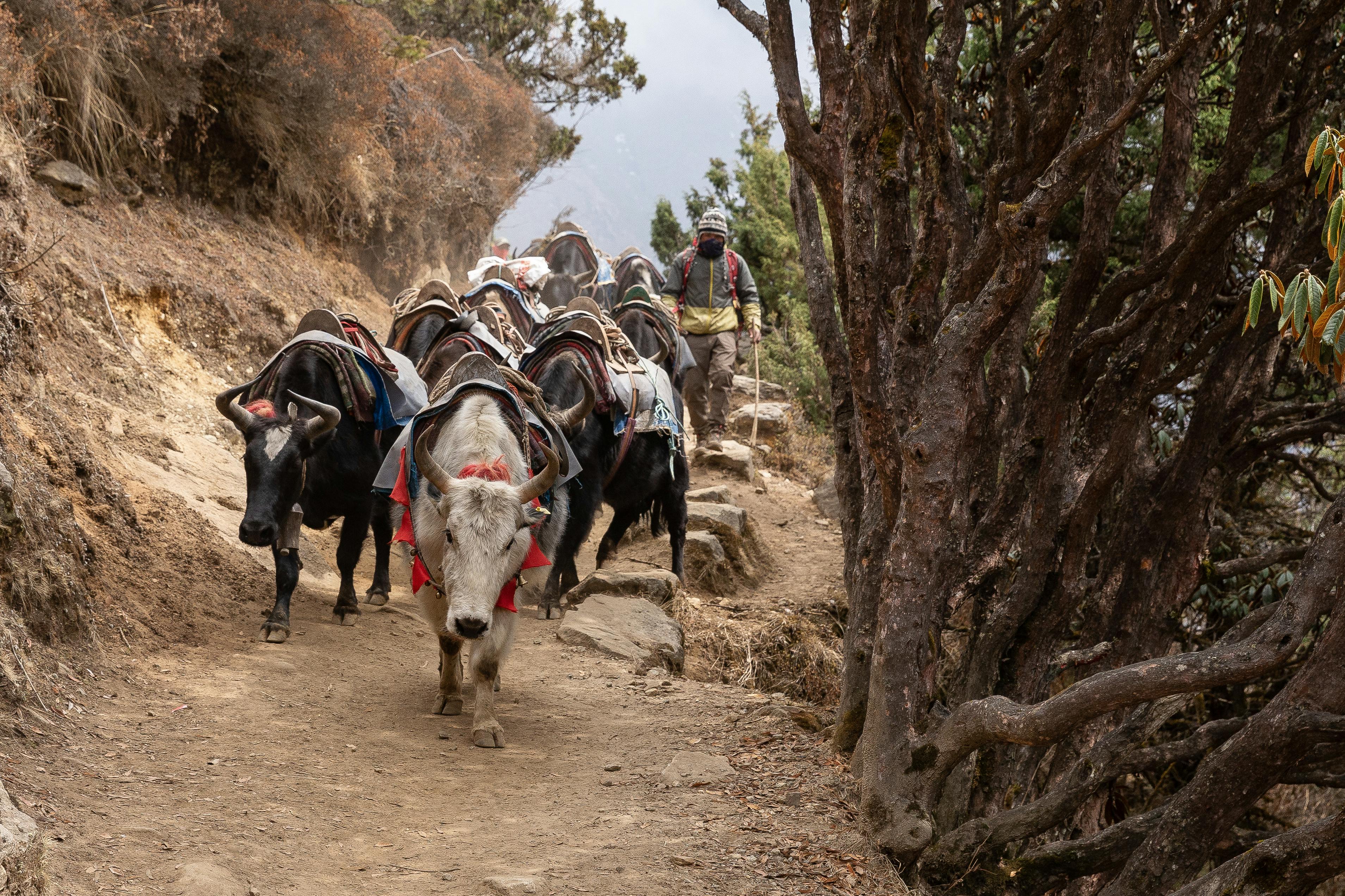 Free Yaks carrying loads along a rugged mountain trail in Nepal, guided by a local herder. Stock Photo
