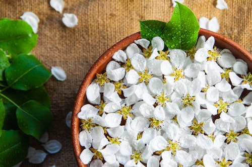 Free White Flowers on Brown Wooden Pot Stock Photo
