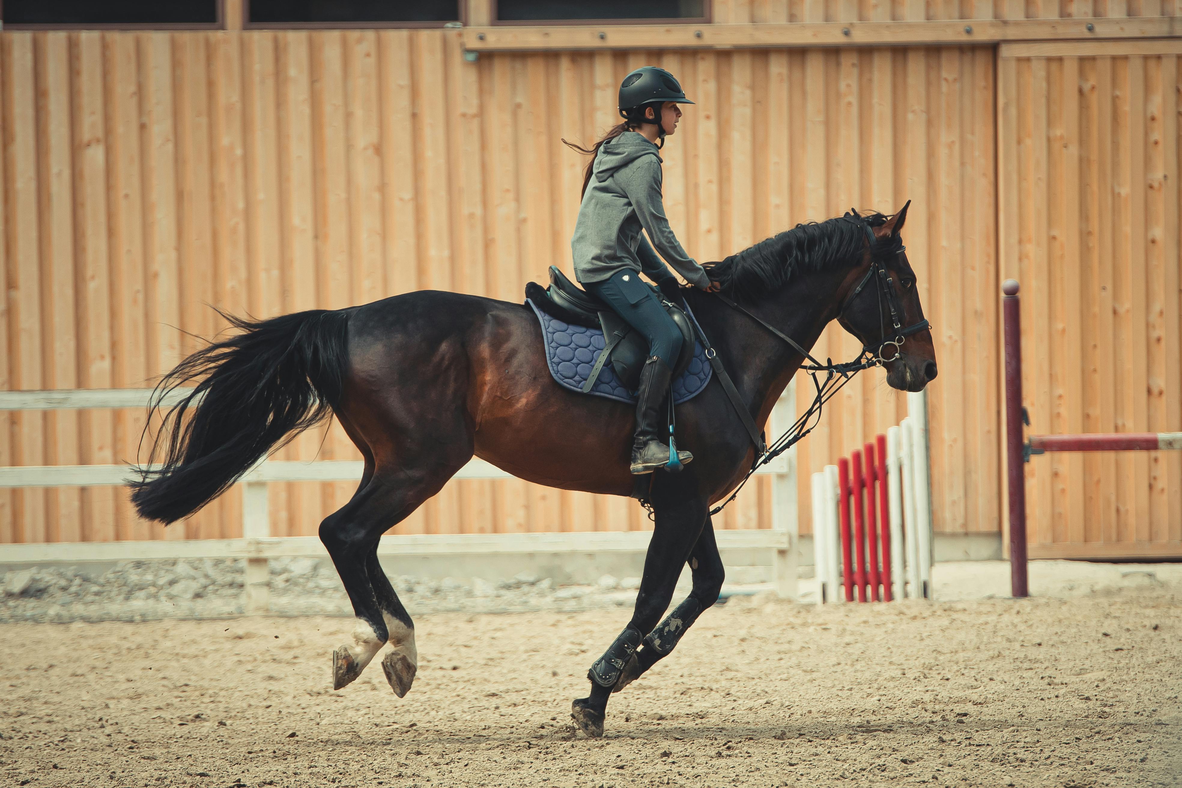 Anonymous equestrian riding horse in countryside during sundown · Free ...