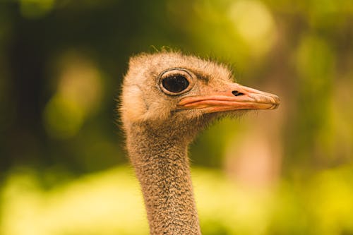 Free Brown Ostrich in Close Up Photography Stock Photo
