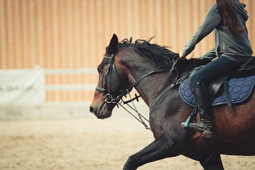 Foto profissional grátis de andar a cavalo, animal da fazenda, cabeçada