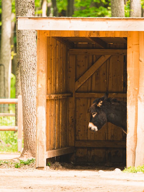 Black Donkey Inside a Wooden Shed