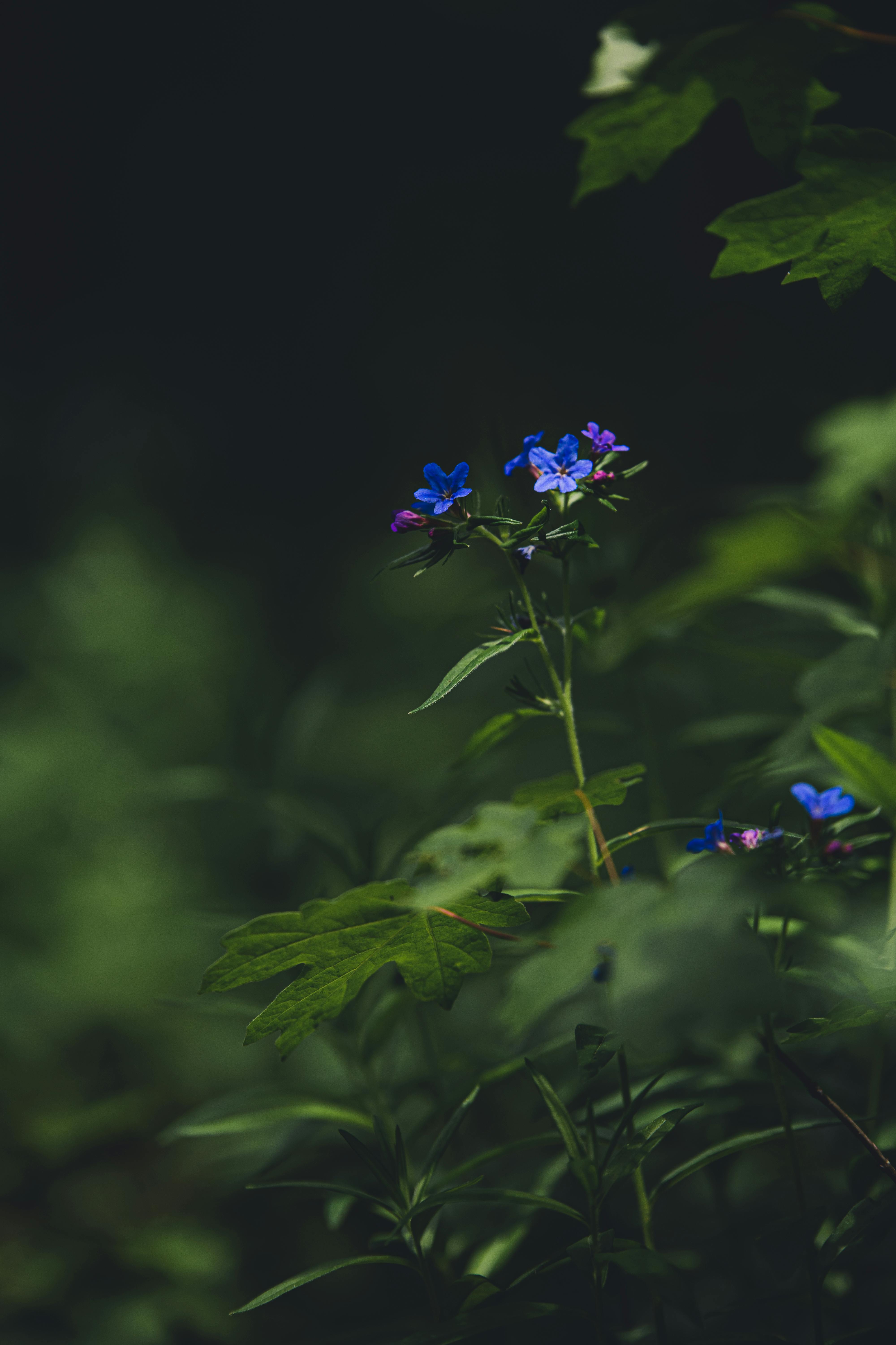 Purple Flowers in Bloom · Free Stock Photo
