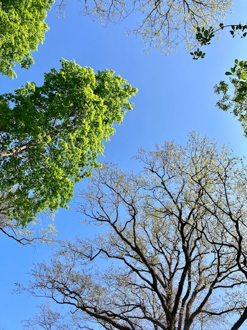 Kostenloses Stock Foto zu bäume, low-angle-shot, vertikaler schuss