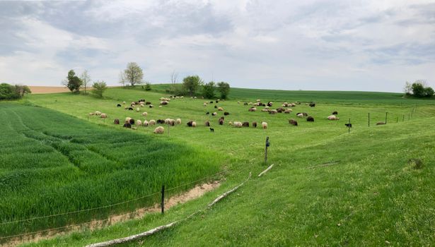 Green Grass Field Under White Sky