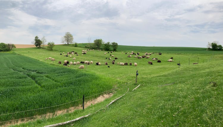 Herd Of Sheep On A Grassy Field