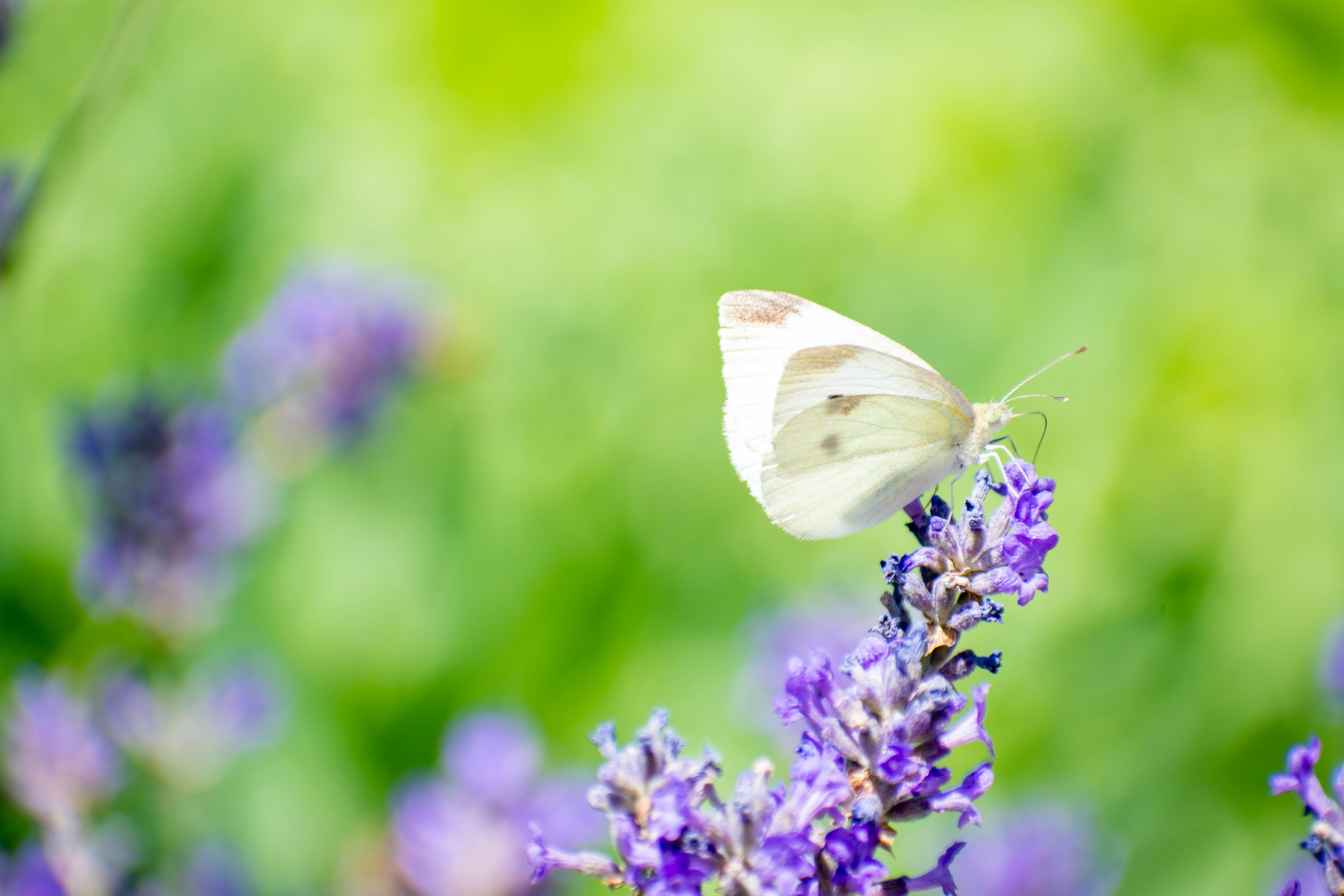 Free stock photo of butterfly, butterfly on a flower, butterfly on lavender