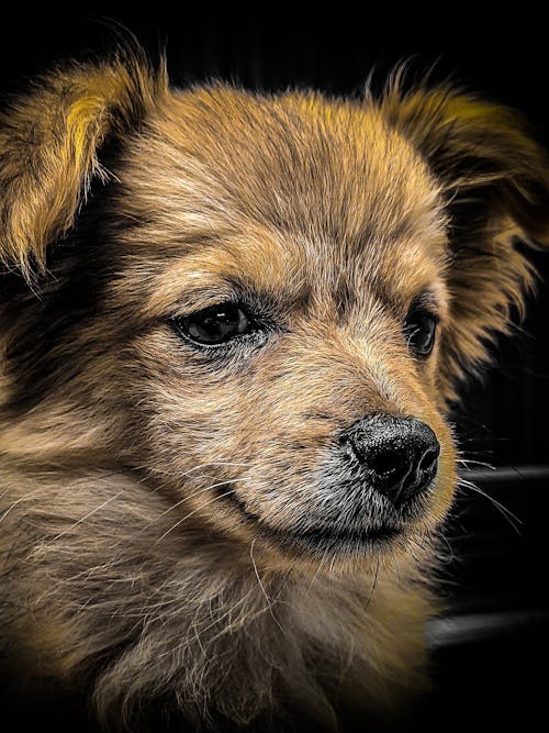 かわいい子犬, ホームレス, ホームレスの子犬の無料の写真素材
