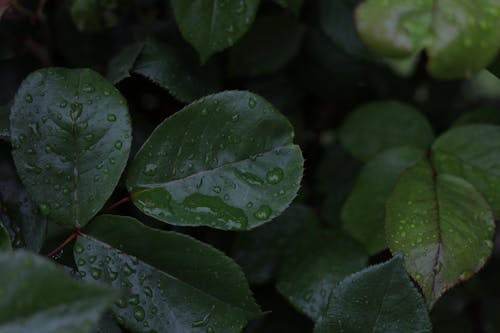 Close Up Photo of Dark Green Leaves