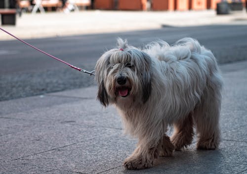 Gratis arkivbilde med gå, hund, hundebånd