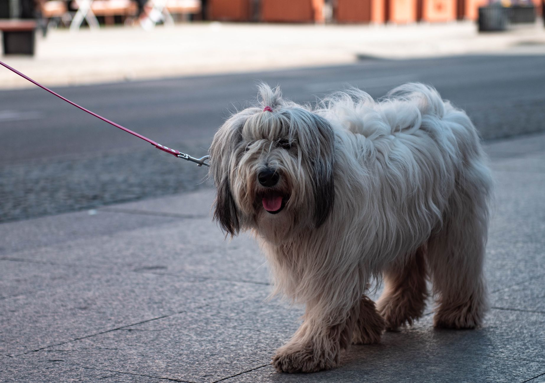 Polsk Lavlandshund (PON)