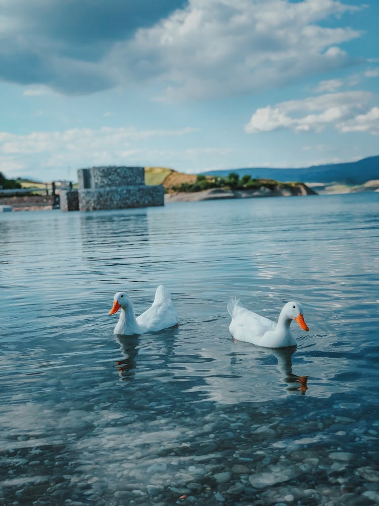 Ducks On The Lake