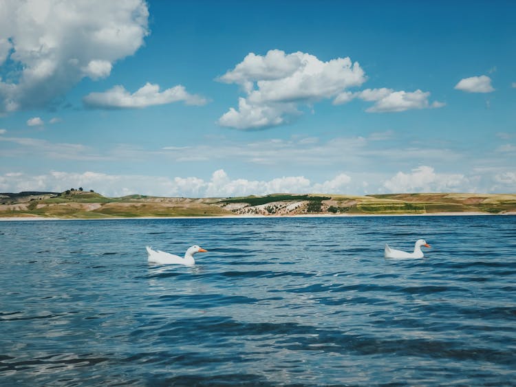 Ducks On The Lake