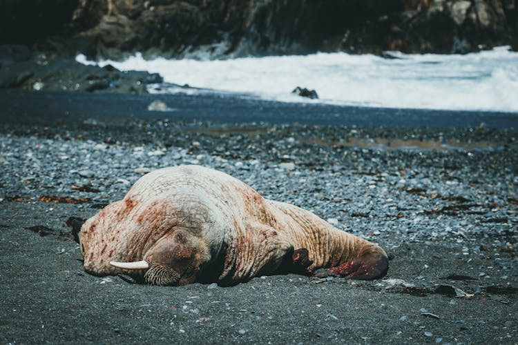 A Walrus On The Beach