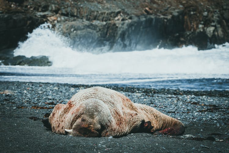 A Walrus On The Beach